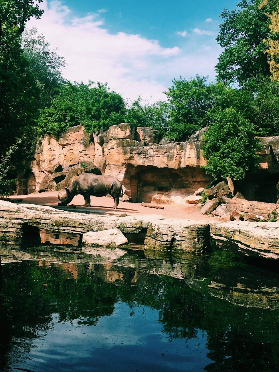photography of rhinoceros near body of water