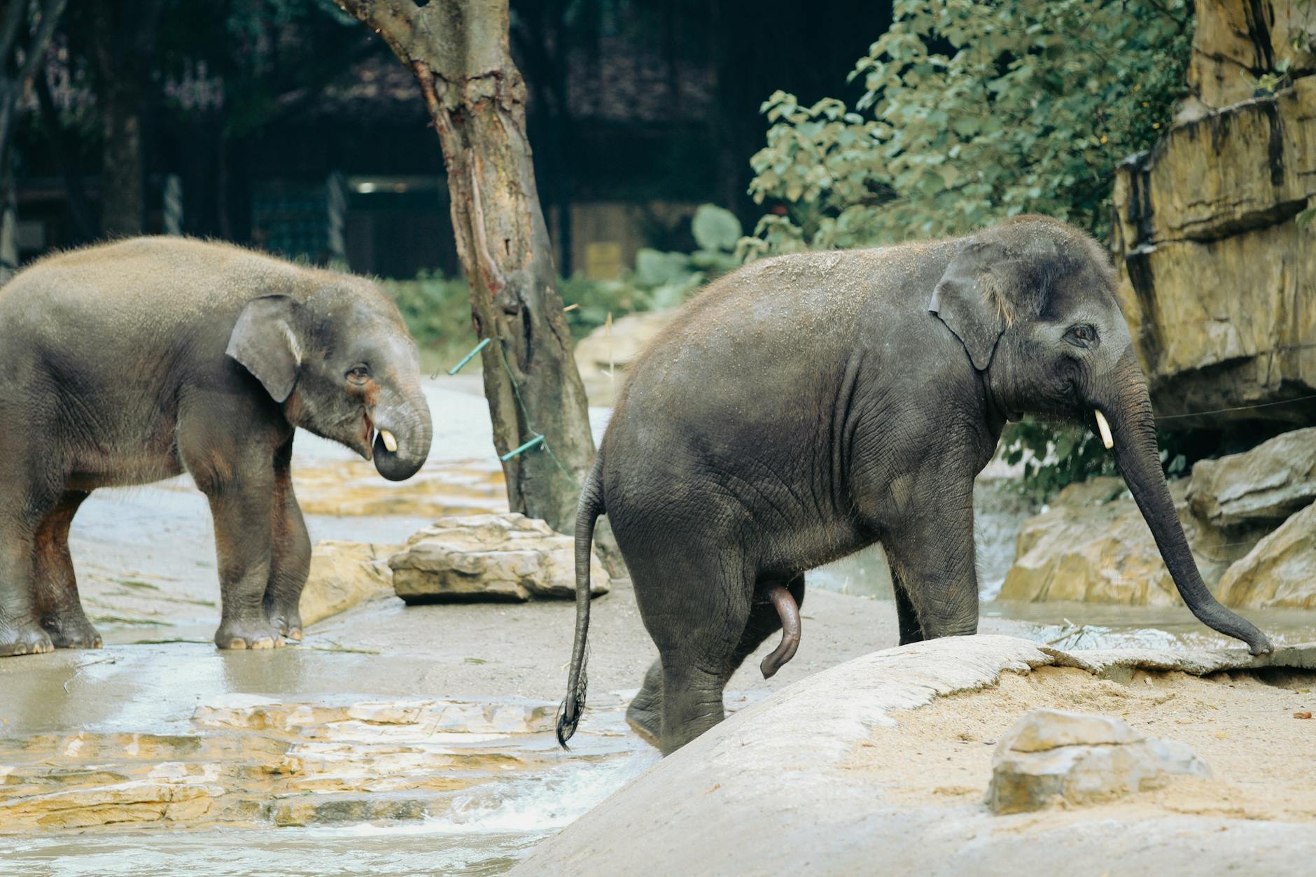 photograph of baby elephants with tusks